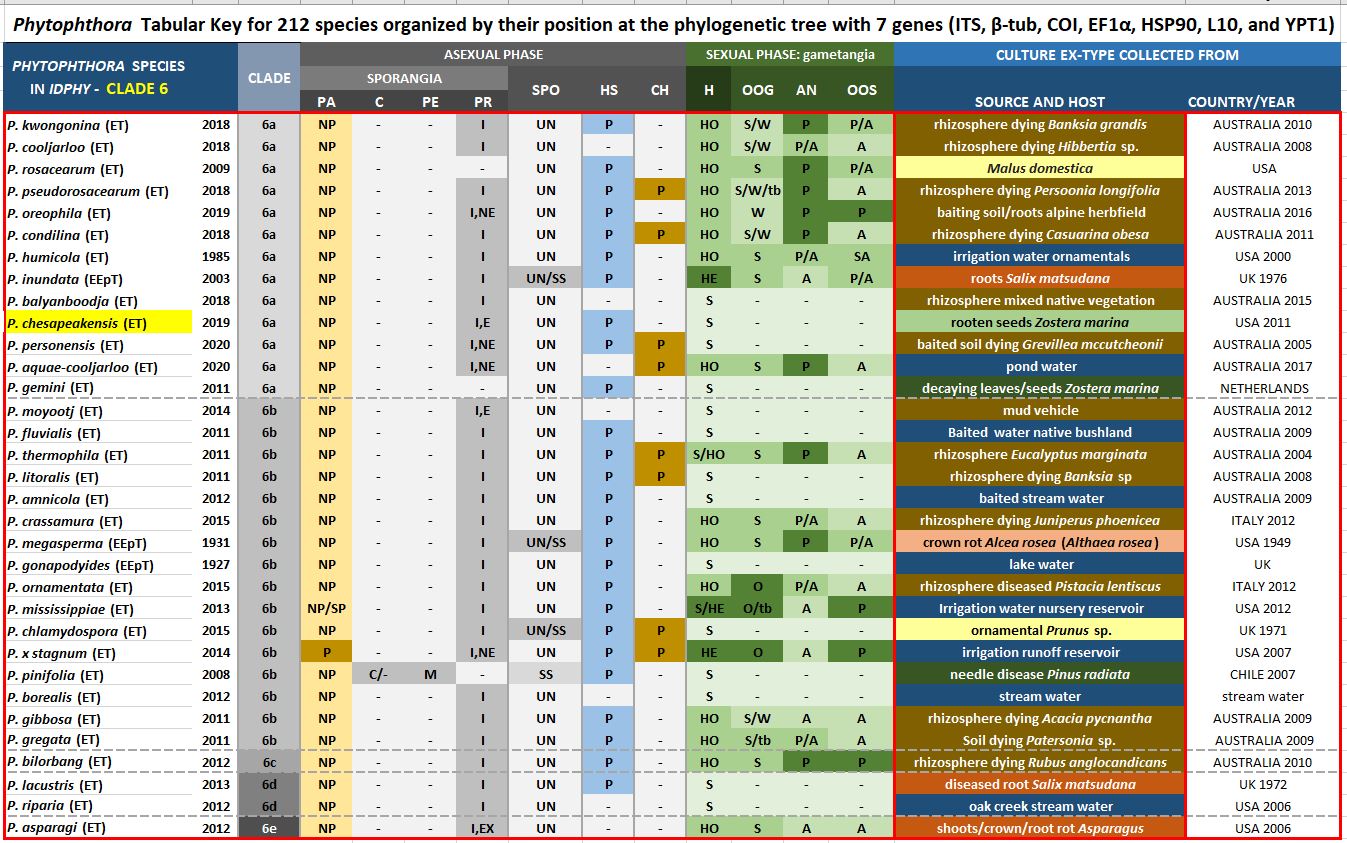    Phytophthora  spp. in subclade 6a:  Morphological Tabular key (PDF) and Tabular key legends (PDF) in IDphy2 KEY SECTION. Notice the data of   P. chesapeakensis  Ex-type CBS140655 = Samp;T BL 209 . Gloria Abad, USDA Samp;T.
